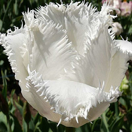 Тюльпан бахромчатый Дейтона