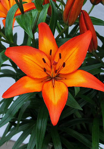 Лилия ЛА-гибрид Фиамма