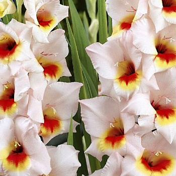 Гладиолус Бамбино Мессина