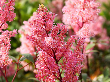 Астильба Арендса Лоллипоп