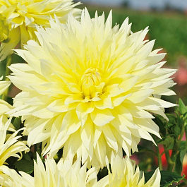 Георгина Декоративная Канари Фубуки