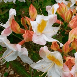Азалия крупноцветковая Silver Slipper