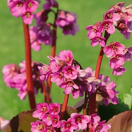 Бадан гибридный Bressingham Ruby