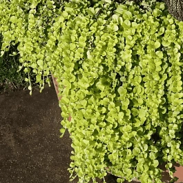 Вербейник монетчатый