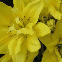 Лилия Double Crosscourt 