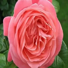 Роза Шраб Kore 