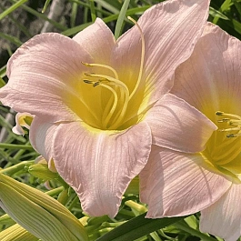 Лилейник Catharine Woodbury