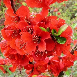 Айва великолепная Файр Дэнс Айва великолепная Файр Дэнс