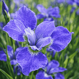 Ирис сибирский Silver Edge