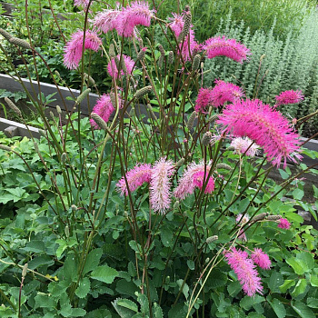 Кровохлебка тупая