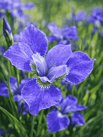 Ирис сибирский Silver Edge