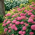 Гортензия древовидная Ruby Annabelle