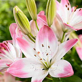 Лилия азиатская Шугар Лав