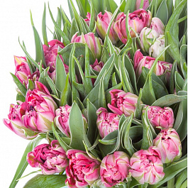 Тюльпан махровый ранний Флеш Поинт