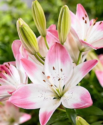 Лилия азиатская Шугар Лав