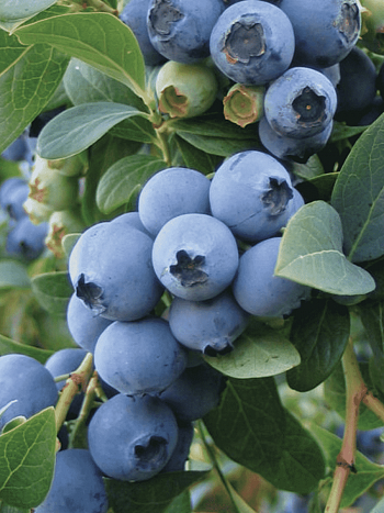 Голубика высокорослая O'Neal