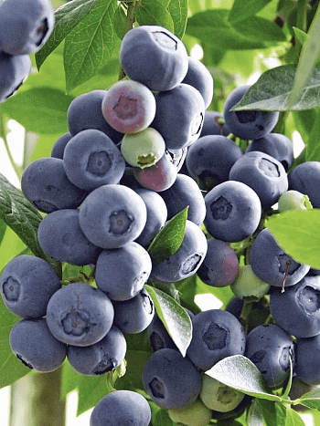 Голубика высокорослая Legacy