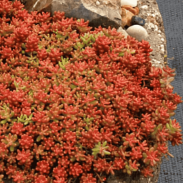 Очиток белый Coral Carpet