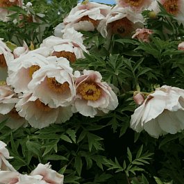 Пион Древовидный Helene Martin