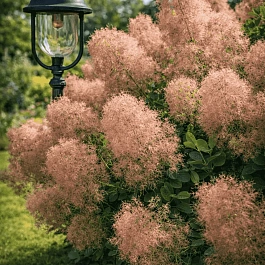 Скумпия кожевенная