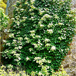 Гортензия черешковая Кордифолия Гортензия черешковая Кордифолия