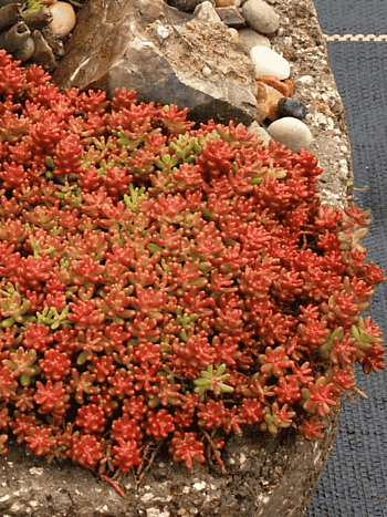 Очиток белый Coral Carpet