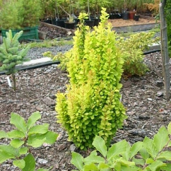 Барбарис Тунберга Голден Точ