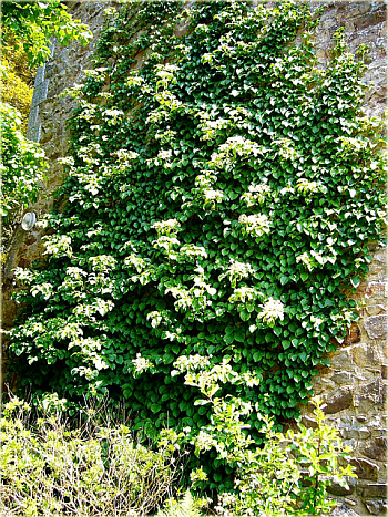 Гортензия черешковая Кордифолия