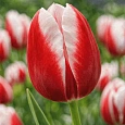 Тюльпан триумф  Leen Van Der Mark