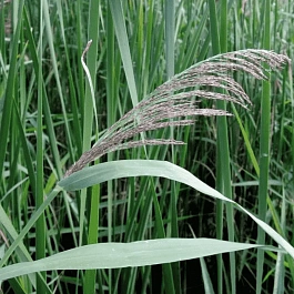 Тростник южный