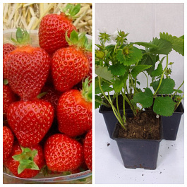 Земляника садовая Рамина НАБОР 3ШТ Земляника садовая Рамина НАБОР 3ШТ