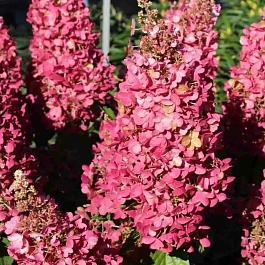 Гортензия метельчатая Mega Mindy