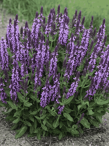 Шалфей лекарственный Original