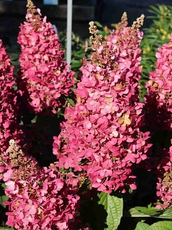 Гортензия метельчатая Mega Mindy