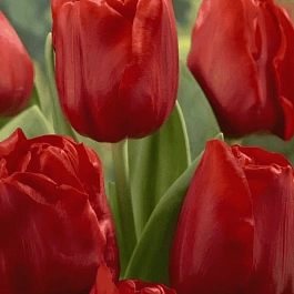 Тюльпан триумф Escape