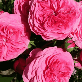 Роза флорибунда Baronesse