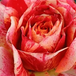 Роза чайно-гибридная  Fire Crick