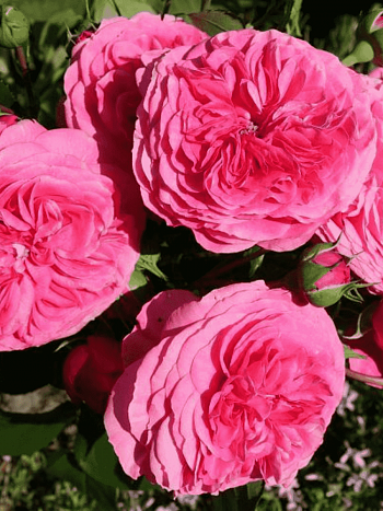 Роза флорибунда Baronesse