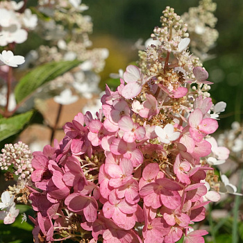 Гортензия метельчатая Бэби Лэйс (Патио)