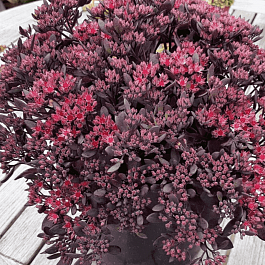 Очиток гибридный Red Sparkle