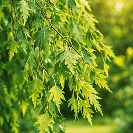 Береза Далекарлийская
