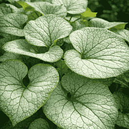 Бруннера крупнолистная Looking Glass