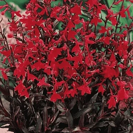 Лобелия прекрасная Russian Princess