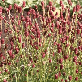 Кровохлебка лекарственная Pink Tanna