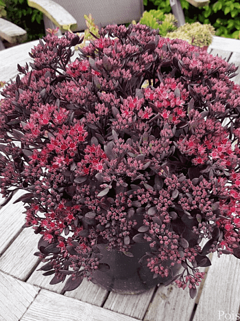 Очиток гибридный Red Sparkle