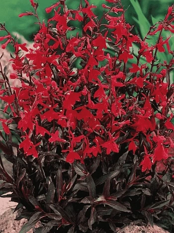 Лобелия прекрасная Russian Princess