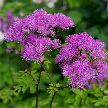Василистник водосборолистный Purpureum