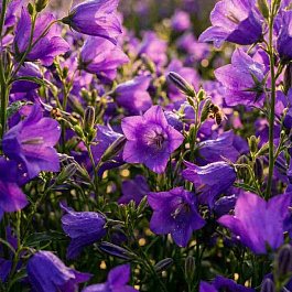 Колокольчик средний Campana Deep Blue