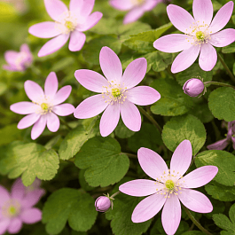 Анемонелла василисниковая Rosea