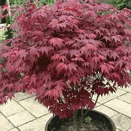 Клен веерный Atropurpureum